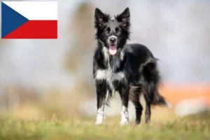 Mehr über den Artikel erfahren Border Collie Züchter und Welpen in Tschechien