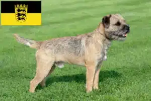 Mehr über den Artikel erfahren Border Terrier Züchter und Welpen in Baden-Württemberg