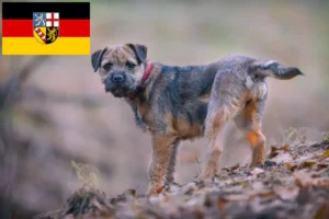 Mehr über den Artikel erfahren Border Terrier Züchter und Welpen im Saarland