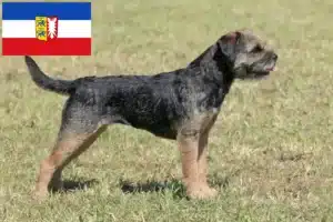 Mehr über den Artikel erfahren Border Terrier Züchter und Welpen in Schleswig-Holstein