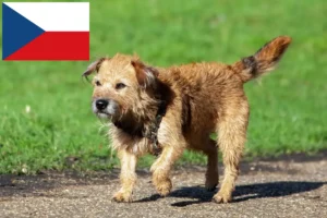 Mehr über den Artikel erfahren Border Terrier Züchter und Welpen in Tschechien