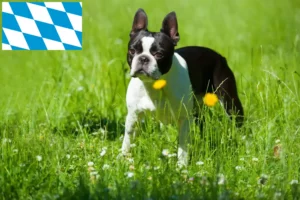 Mehr über den Artikel erfahren Boston Terrier Züchter und Welpen in Bayern