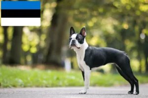 Mehr über den Artikel erfahren Boston Terrier Züchter und Welpen in Estland