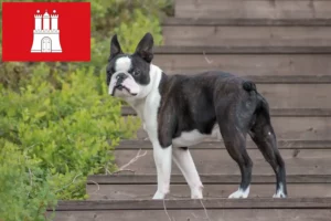 Mehr über den Artikel erfahren Boston Terrier Züchter und Welpen in Hamburg