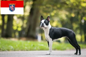 Mehr über den Artikel erfahren Boston Terrier Züchter und Welpen in Hessen