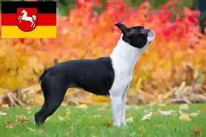 Mehr über den Artikel erfahren Boston Terrier Züchter und Welpen in Niedersachsen