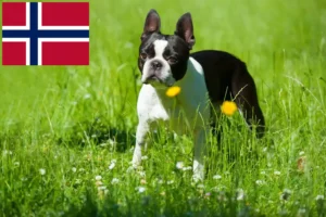 Mehr über den Artikel erfahren Boston Terrier Züchter und Welpen in Norwegen