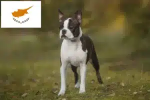 Mehr über den Artikel erfahren Boston Terrier Züchter und Welpen auf Zypern