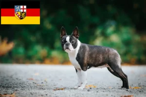 Mehr über den Artikel erfahren Boston Terrier Züchter und Welpen im Saarland