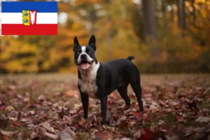 Mehr über den Artikel erfahren Boston Terrier Züchter und Welpen in Schleswig-Holstein