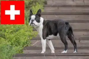 Mehr über den Artikel erfahren Boston Terrier Züchter und Welpen in der Schweiz