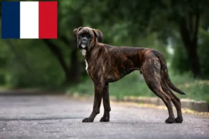 Mehr über den Artikel erfahren Boxer Züchter und Welpen in Frankreich