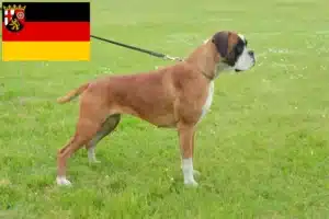 Mehr über den Artikel erfahren Boxer Züchter und Welpen in Rheinland-Pfalz