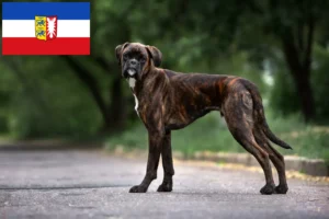 Mehr über den Artikel erfahren Boxer Züchter und Welpen in Schleswig-Holstein