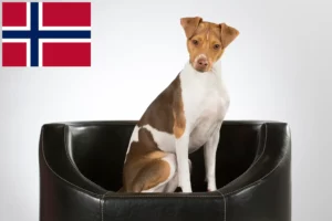 Mehr über den Artikel erfahren Brasilianischer Terrier Züchter und Welpen in Norwegen