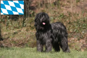 Mehr über den Artikel erfahren Briard Züchter und Welpen in Bayern