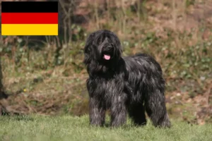 Mehr über den Artikel erfahren Briard Züchter und Welpen in Deutschland