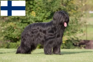 Mehr über den Artikel erfahren Briard Züchter und Welpen in Finnland