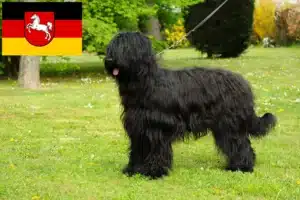 Mehr über den Artikel erfahren Briard Züchter und Welpen in Niedersachsen