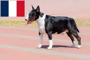 Mehr über den Artikel erfahren Bull Terrier Züchter und Welpen in Frankreich