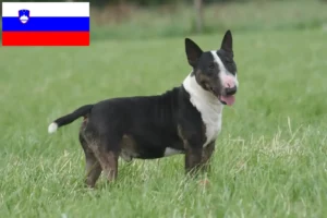 Mehr über den Artikel erfahren Bull Terrier Züchter und Welpen in Slowenien