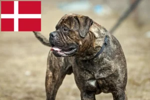 Mehr über den Artikel erfahren Bullmastiff Züchter und Welpen in Dänemark