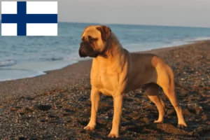 Mehr über den Artikel erfahren Bullmastiff Züchter und Welpen in Finnland