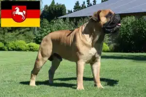 Mehr über den Artikel erfahren Bullmastiff Züchter und Welpen in Niedersachsen