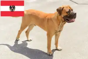 Mehr über den Artikel erfahren Bullmastiff Züchter und Welpen in Österreich