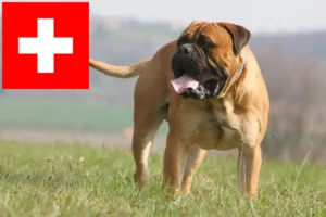 Mehr über den Artikel erfahren Bullmastiff Züchter und Welpen in der Schweiz