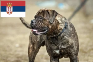 Mehr über den Artikel erfahren Bullmastiff Züchter und Welpen in Serbien