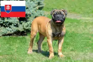 Mehr über den Artikel erfahren Bullmastiff Züchter und Welpen in der Slowakei