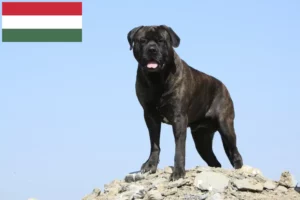 Mehr über den Artikel erfahren Bullmastiff Züchter und Welpen in Ungarn