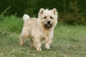 Mehr über den Artikel erfahren Cairn Terrier Züchter