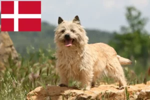 Mehr über den Artikel erfahren Cairn Terrier Züchter und Welpen in Dänemark