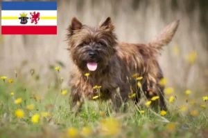 Mehr über den Artikel erfahren Cairn Terrier Züchter und Welpen in Mecklenburg-Vorpommern