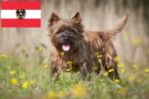 Mehr über den Artikel erfahren Cairn Terrier Züchter und Welpen in Österreich