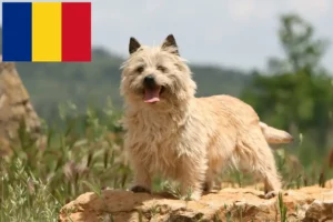 Mehr über den Artikel erfahren Cairn Terrier Züchter und Welpen in Rumänien