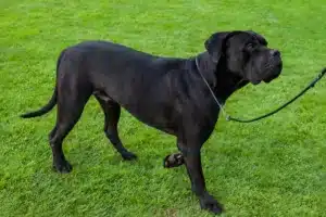 Mehr über den Artikel erfahren Cane Corso Italiano Züchter