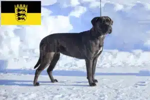 Mehr über den Artikel erfahren Cane Corso Italiano Züchter und Welpen in Baden-Württemberg