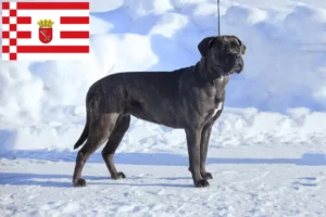 Mehr über den Artikel erfahren Cane Corso Italiano Züchter und Welpen in Bremen