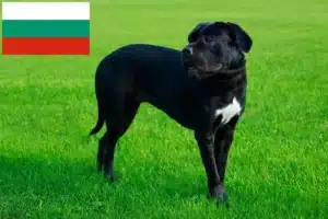 Mehr über den Artikel erfahren Cane Corso Italiano Züchter und Welpen in Bulgarien