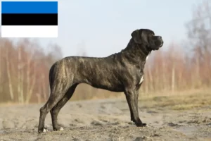 Mehr über den Artikel erfahren Cane Corso Italiano Züchter und Welpen in Estland