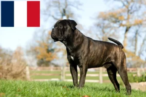 Mehr über den Artikel erfahren Cane Corso Italiano Züchter und Welpen in Frankreich