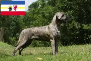 Mehr über den Artikel erfahren Cane Corso Italiano Züchter und Welpen in Mecklenburg-Vorpommern