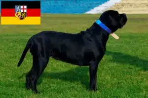 Mehr über den Artikel erfahren Cane Corso Italiano Züchter und Welpen im Saarland