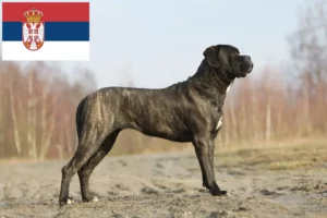 Mehr über den Artikel erfahren Cane Corso Italiano Züchter und Welpen in Serbien