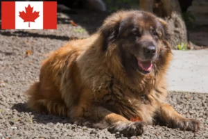 Mehr über den Artikel erfahren Cão Da Serra Da Estrela Züchter und Welpen in Kanada