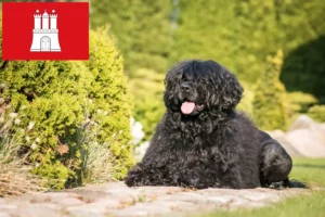 Mehr über den Artikel erfahren Cão de Agua português Züchter und Welpen in Hamburg