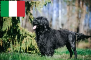 Mehr über den Artikel erfahren Cão de Agua português Züchter und Welpen in Italien